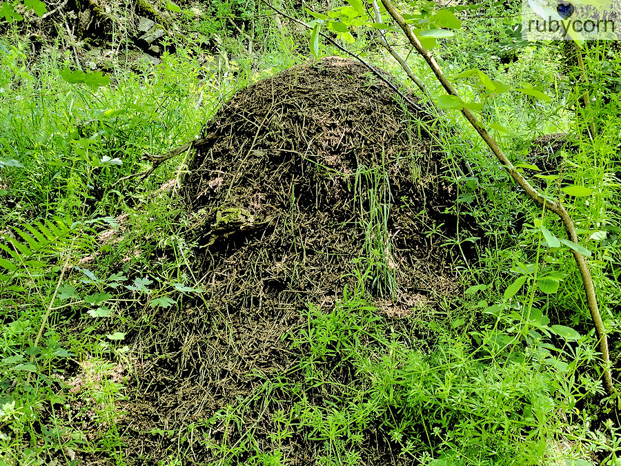 Ameisenhügel