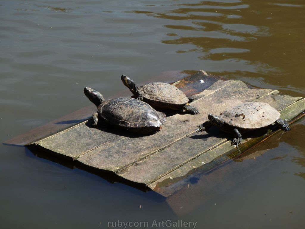 Schildkröten, die sich auf dem Wasser treiben lassen und sonnen
