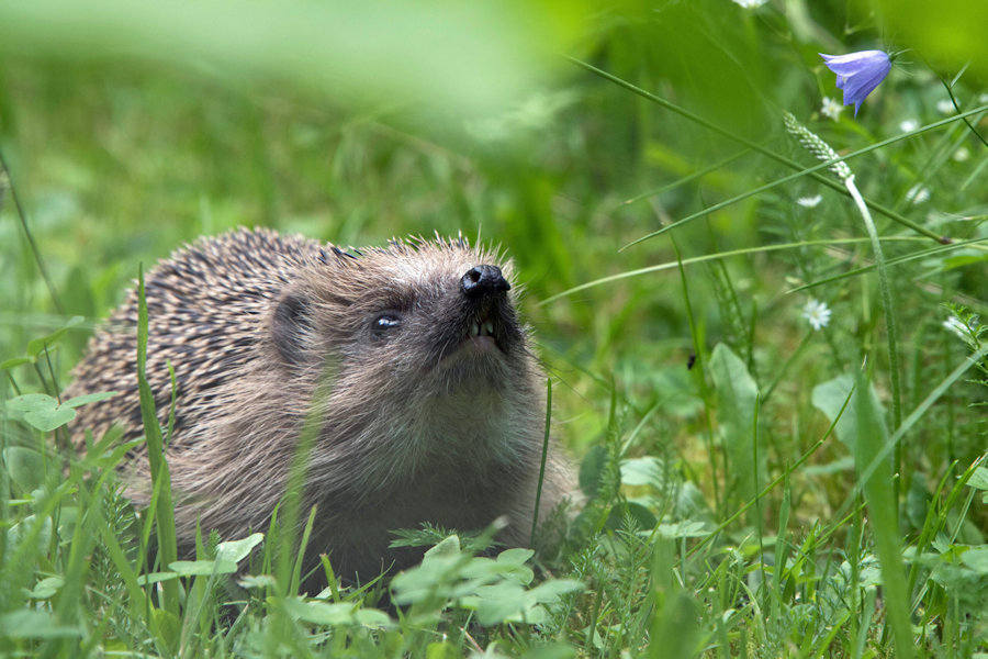 Igel im Gras
