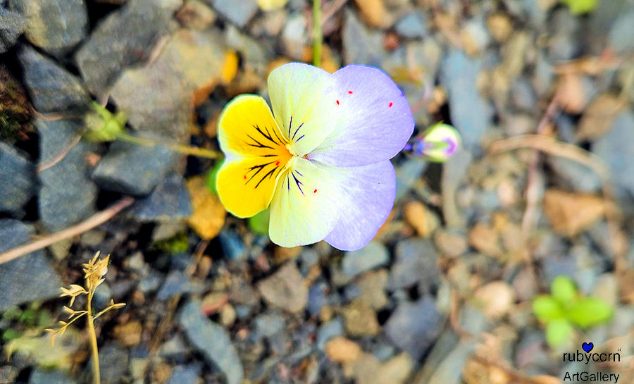 Wildes Stiefmütterchen - entdeckt in der Einfahrt