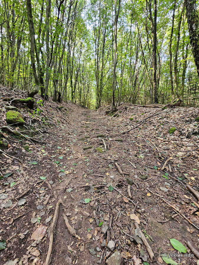 Waldweg, Rundwanderweg Spitzbubenweg, Münchwies Saarland