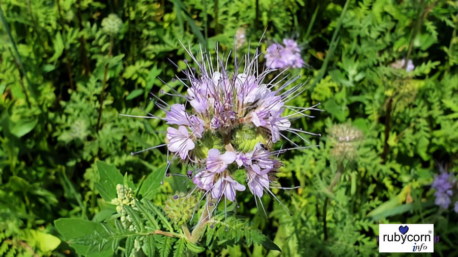 Foto von der Pflanze Phacelia Tanacetifolia Benth,auch Bienenfreund oder Büschelschön genannt