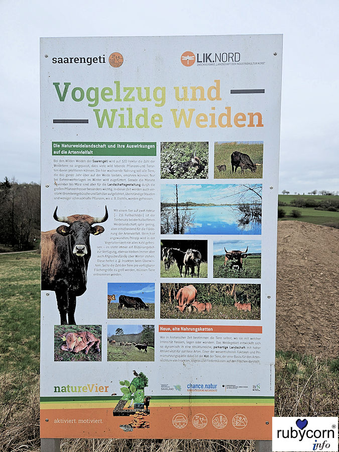 Foto Infotafel Saarengeti des LIK.Nord - Wanderweg Habichtsweiden Merchweiler Saarland