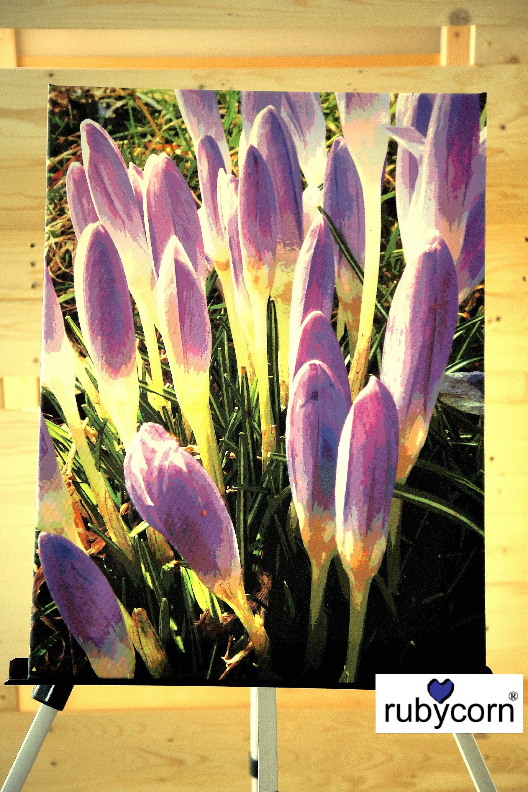 Wandbild KROKUSSE lila - rubycorn ArtGallery