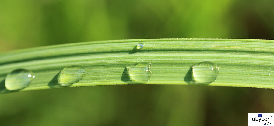 Foto Regentropfen auf einen Grashalm