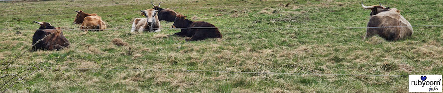 Foto Rinderherde - Wanderweg Habichtsweide Merchweiler Saarland