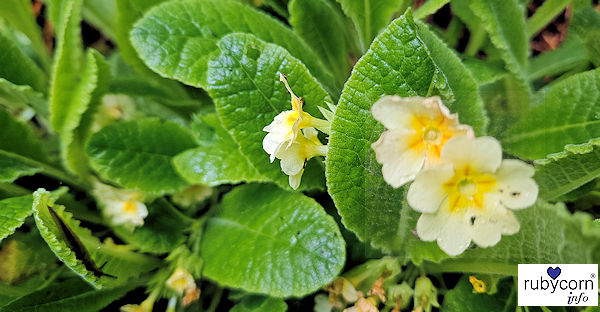 Schlüsselblume, auch Primel genannt - Naturgarten