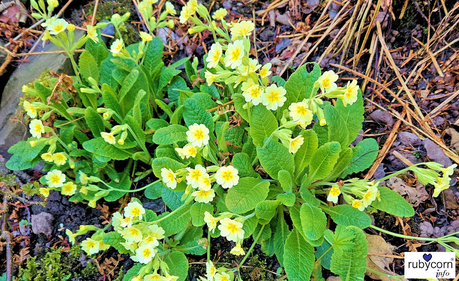 Foto von blühenden Schlüsselblumen - rubycorn info