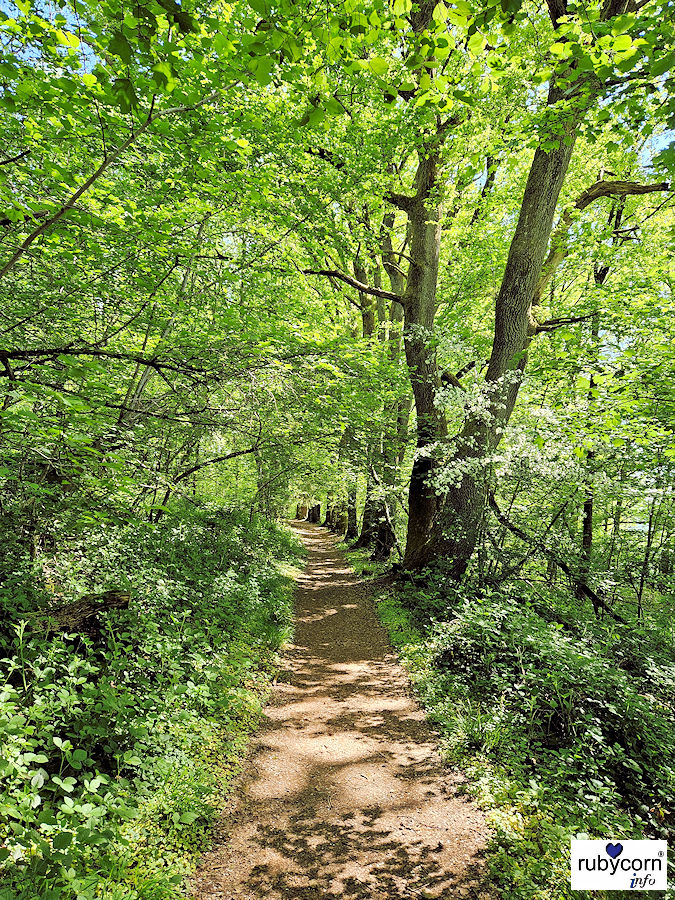 Baumallee Bärenbachweg Uchtelfangen