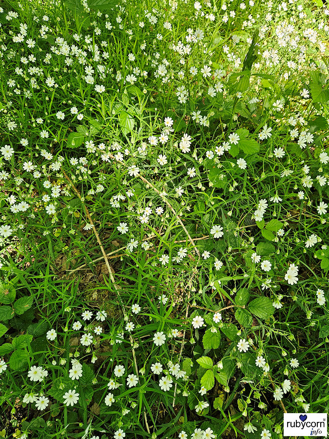 Blümchen - waderweg Bärenbachweg Uchtelfangen