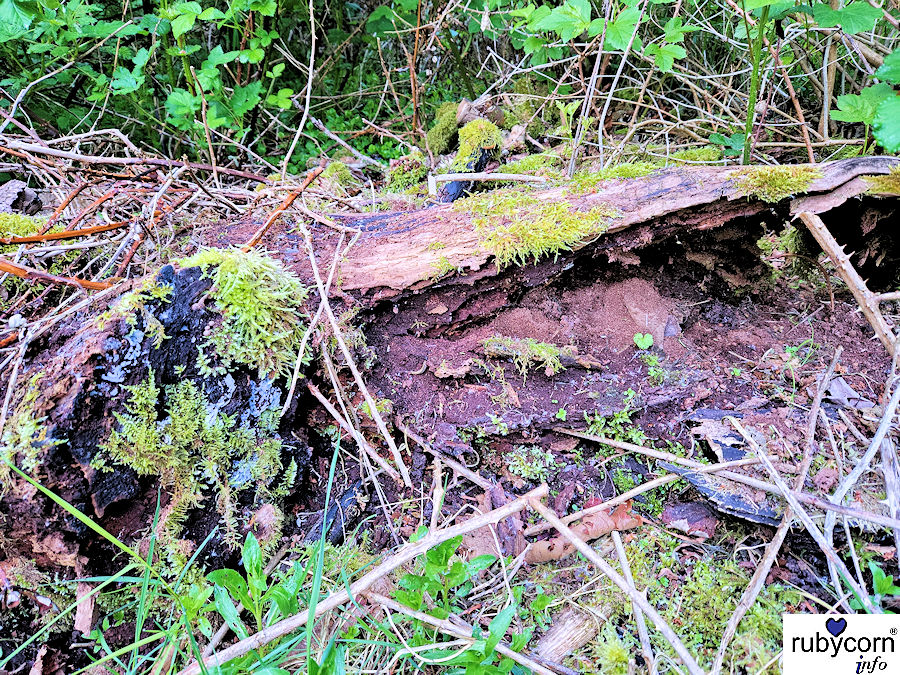 Foto von Totholz zu dem Beitrag "Totholz - ein unterschätzter Helfer der Natur"
