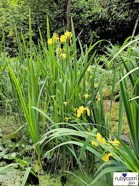 Foto von Gelben Wasserschwertlilien im Gartenteich