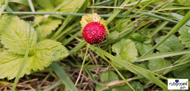 Foto von einer Wilden erdbeere, auch Walderdbeere genannt.