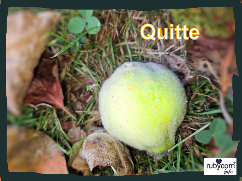 Foto von einer Quitten Frucht