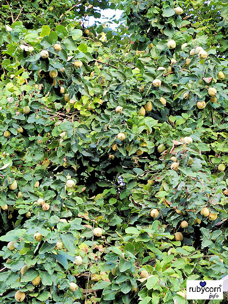 Foto eines Baumwollquittenbaums