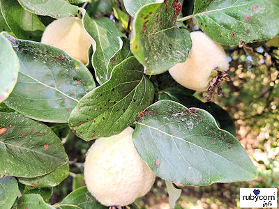 Foto der Obstsorte Baumwollquitte