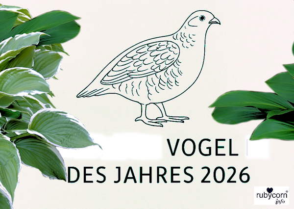 Ein Rebhuhn, Vogel des Jahres 2026. Zeichnung mit grünen Pflanzen