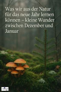 Bild von einem Wald mit Pilzen und einem kleinen Tannenbaum im Vordergrund