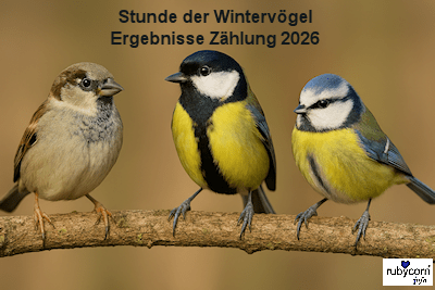 Ergebnisse Stunde der Wintervögel 2026: Mehr Teilnehmende, weniger Vögel