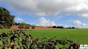 Wiese mit Brombeersträuchern im Vordergrund, einem großen Baum am linken Bildrand und einem Feld im Hintergrund unter blauem Himmel mit dicken Wolken