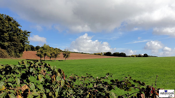 Wiese mit Brombeersträuchern im Vordergrund, einem großen Baum am linken Bildrand und einem Feld im Hintergrund unter blauem Himmel mit dicken Wolken